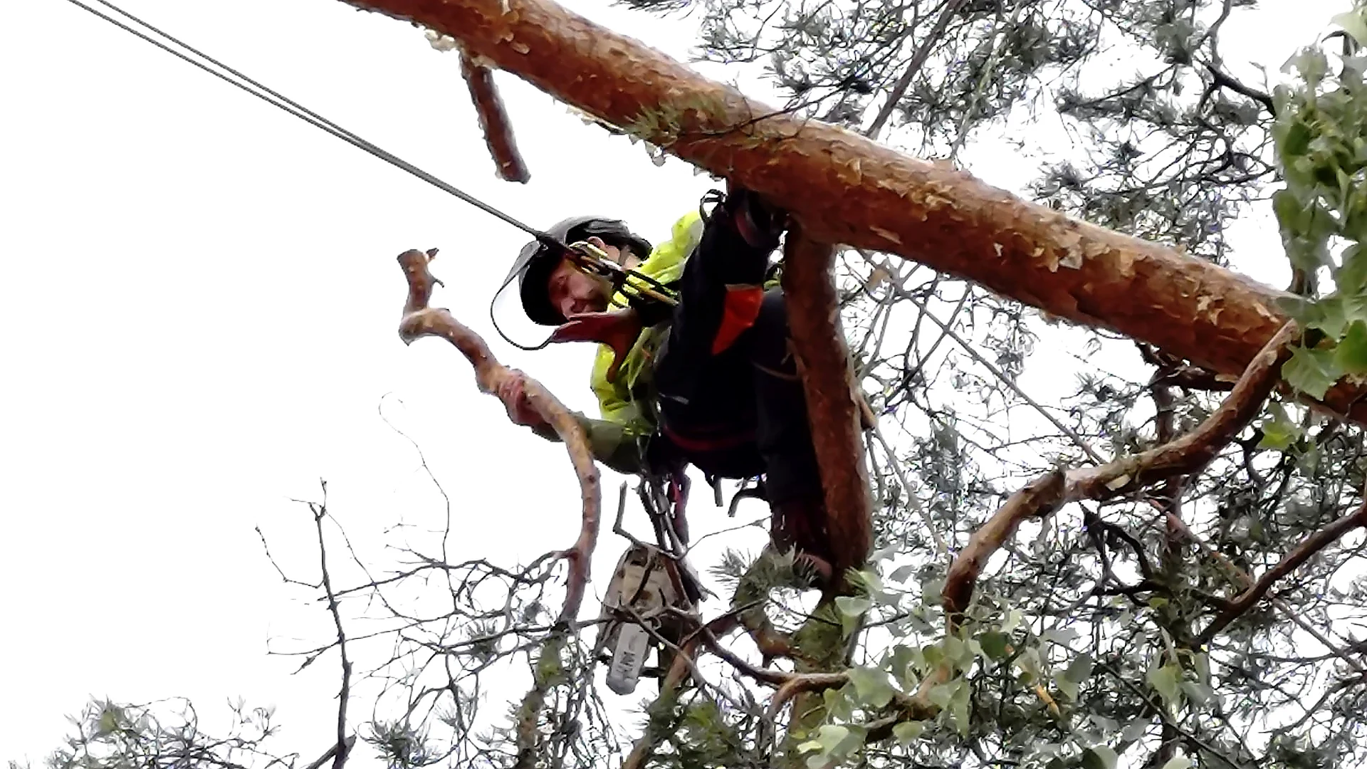 Arborist i Solna